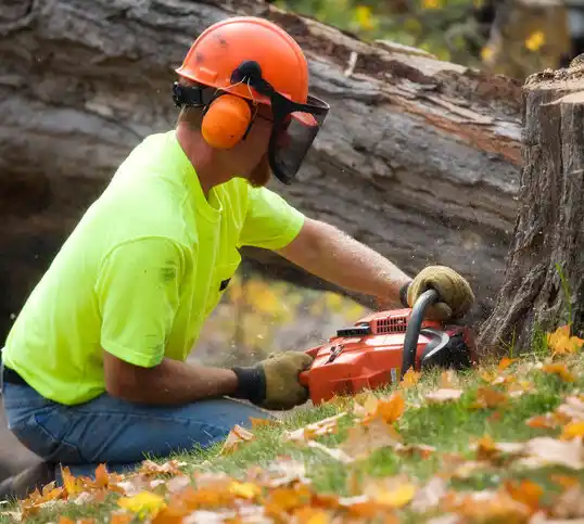 tree services Fairmont